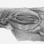 procreate anatomy drawing tips